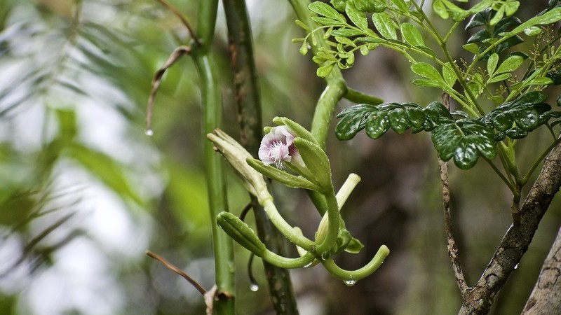 Green Withe photo 8