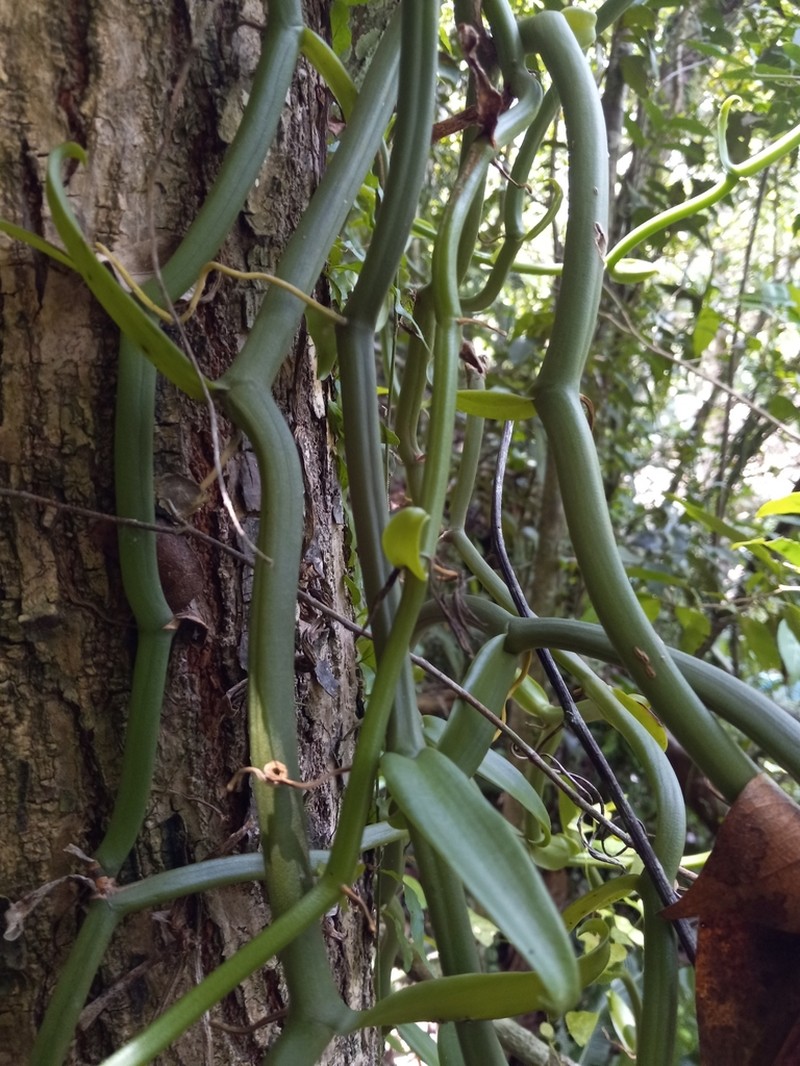 Leafless Vanilla