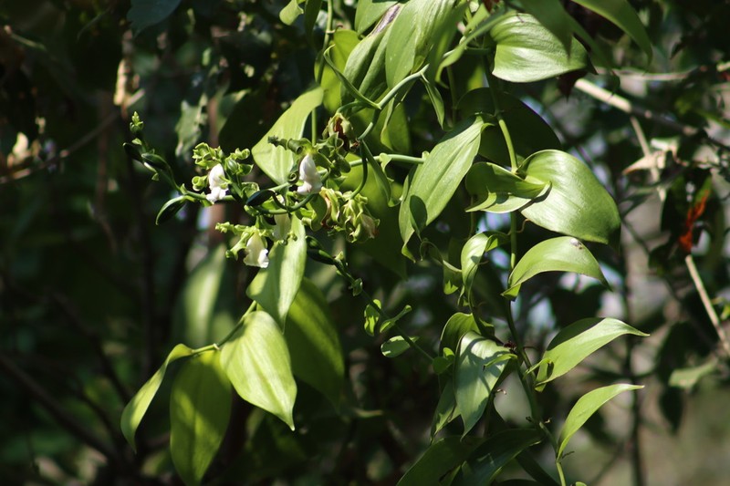 Scentless Vanilla photo 2