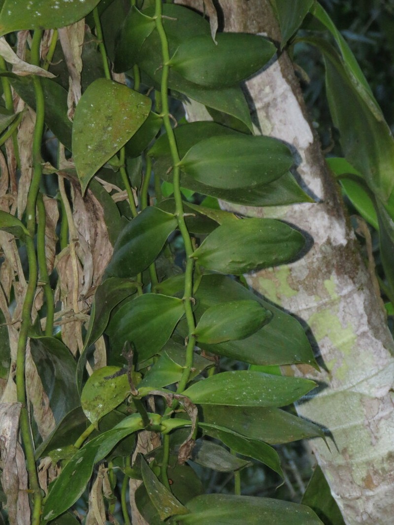 Scentless Vanilla photo 3