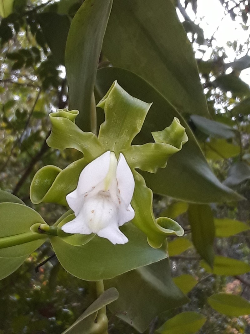 Scentless Vanilla photo 4