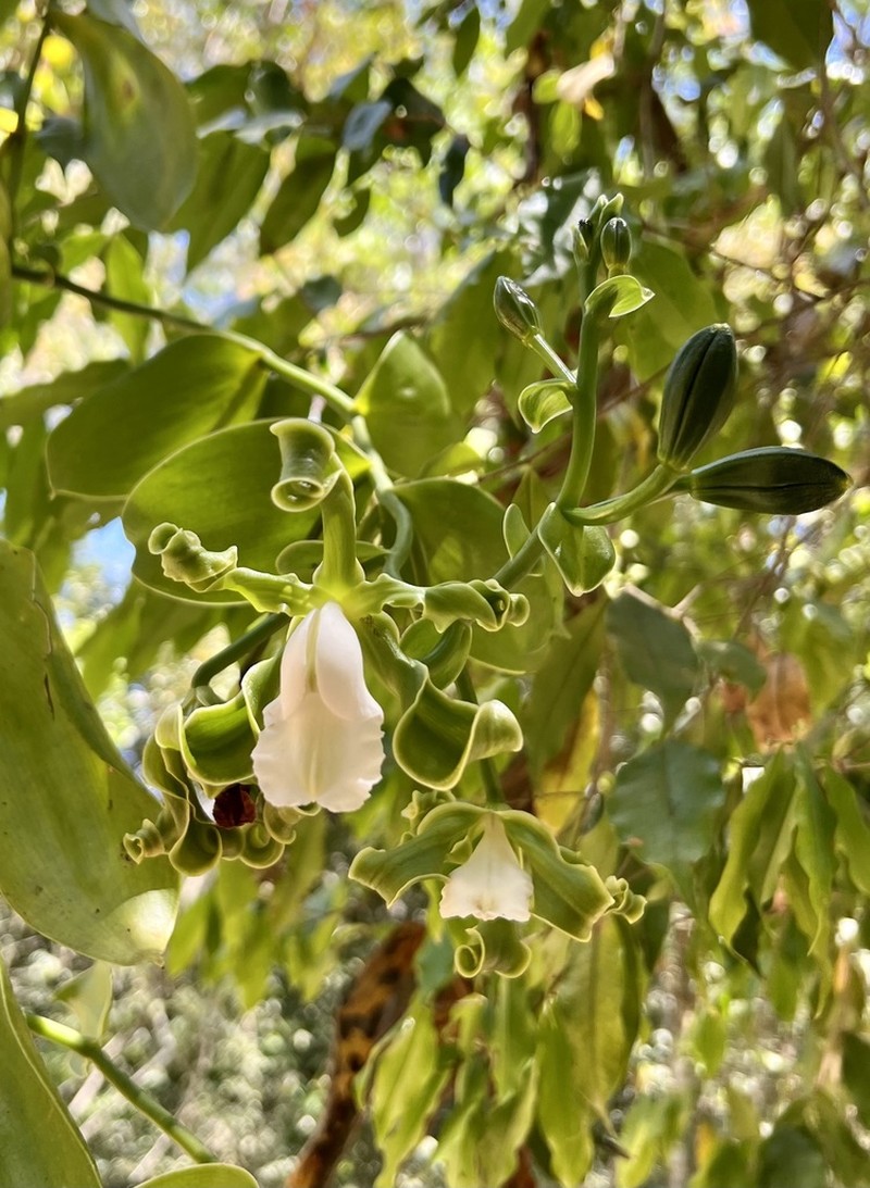 Scentless Vanilla photo 5