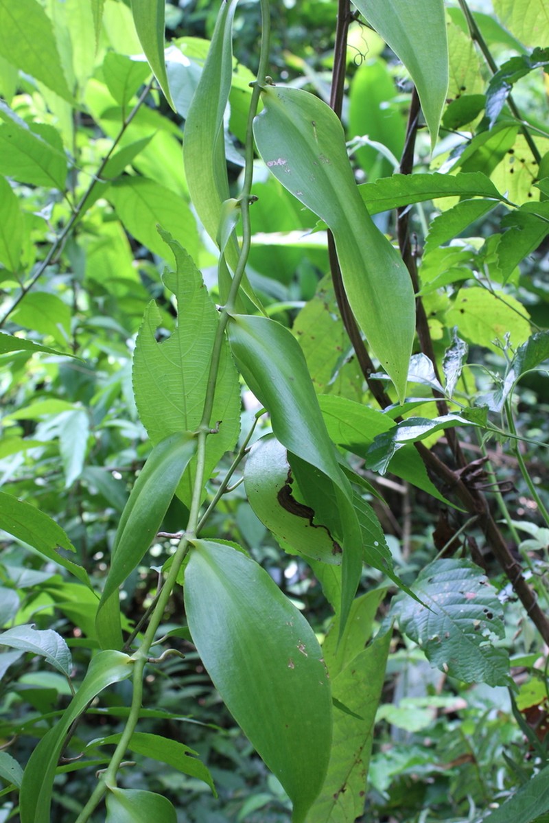 Scentless Vanilla photo 6