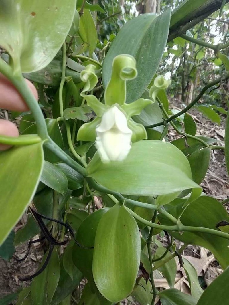 Scentless Vanilla photo 7