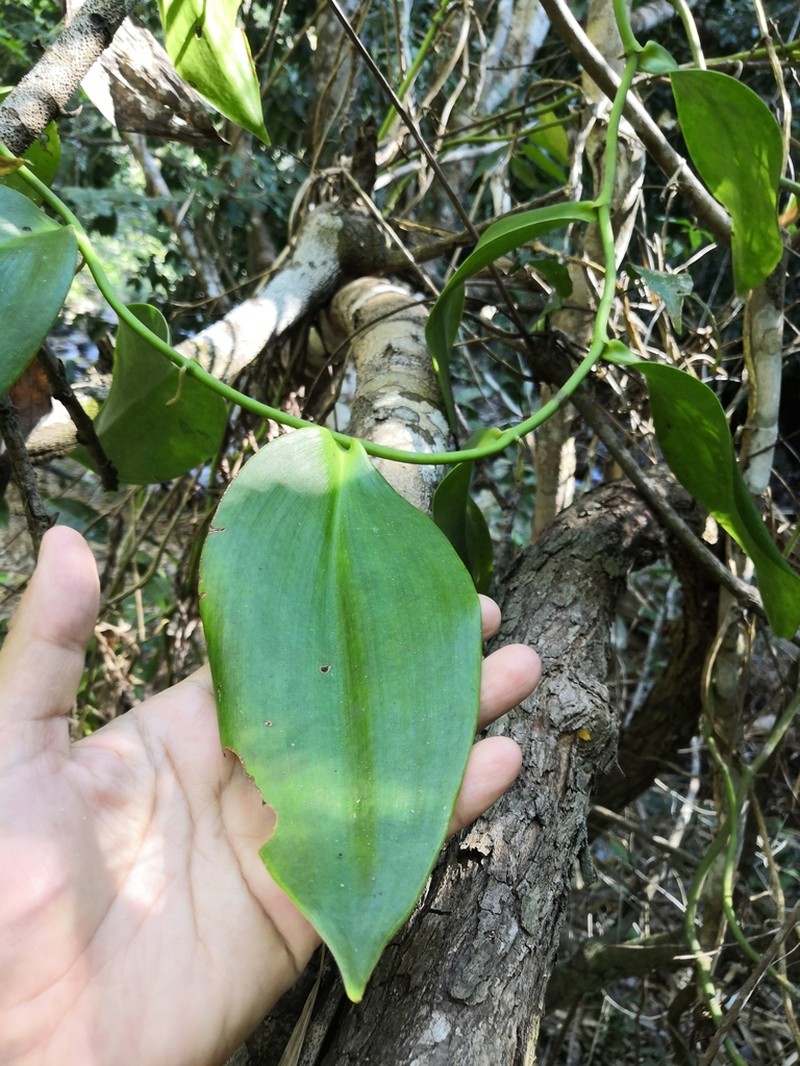 Scentless Vanilla photo 8