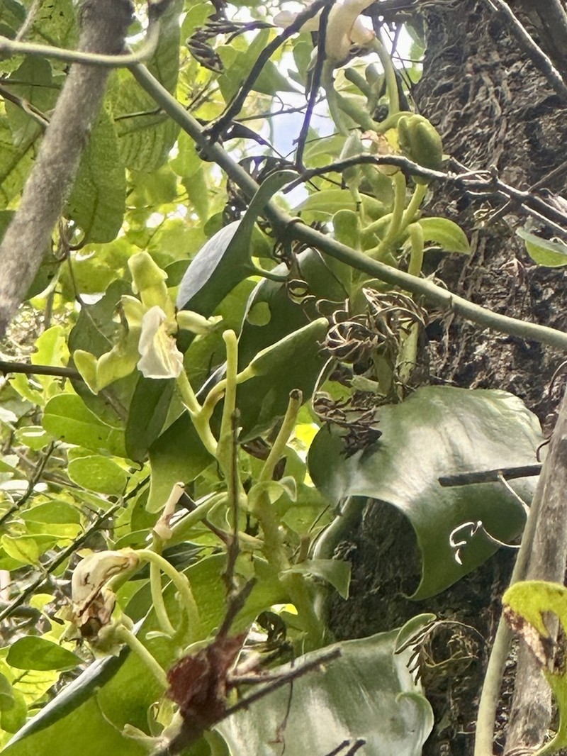 Mexican Vanilla