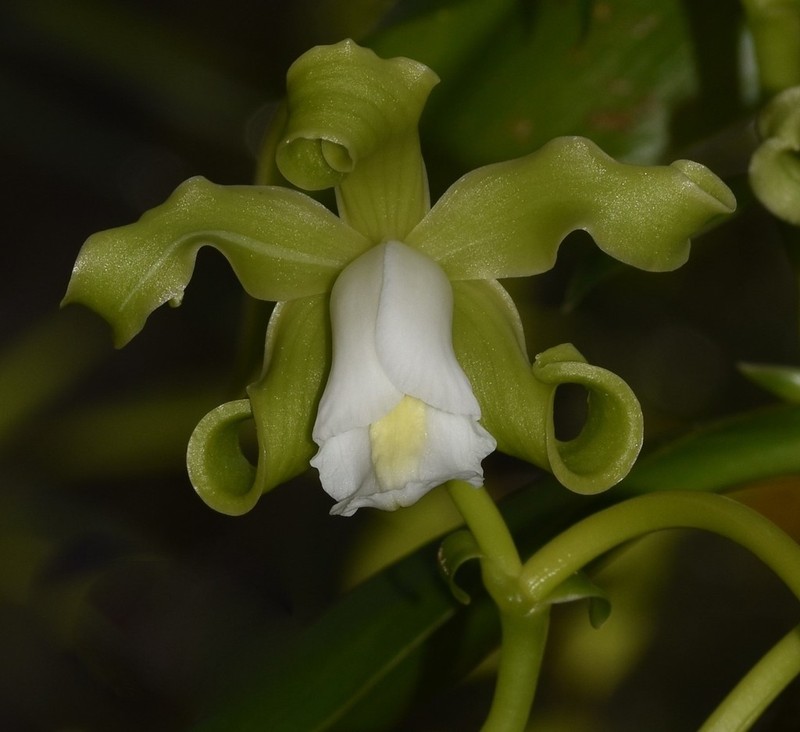 Mexican Vanilla photo 2