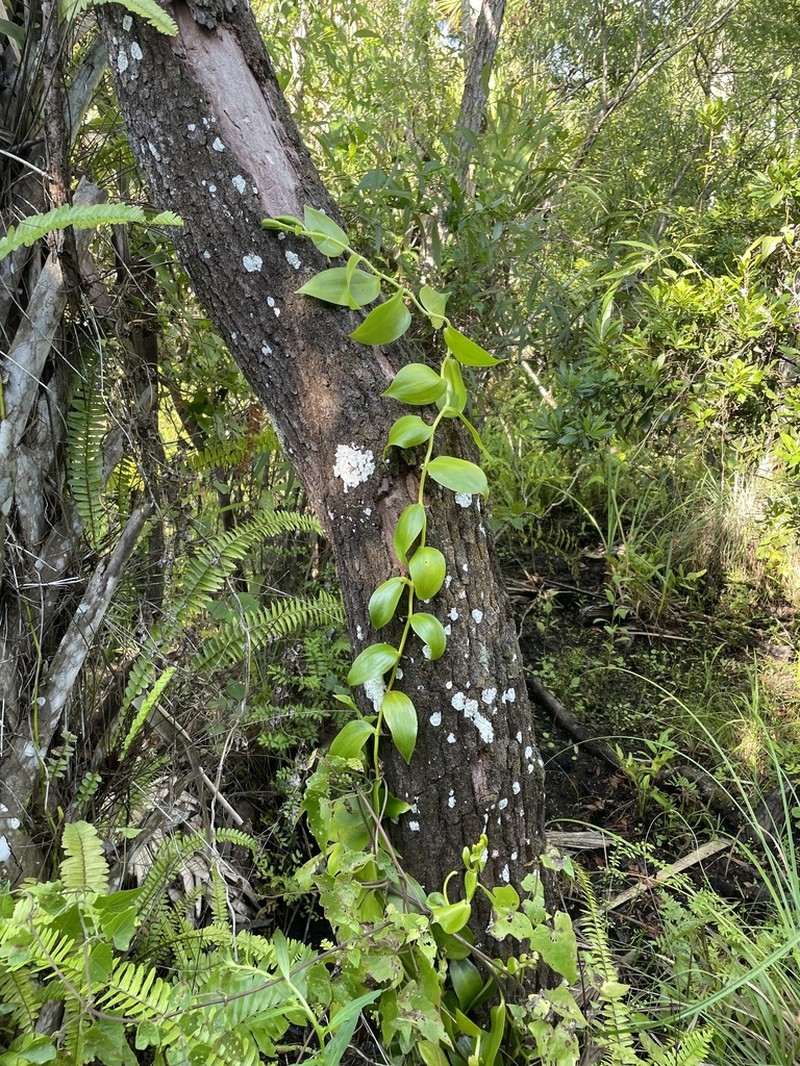 Mexican Vanilla photo 3