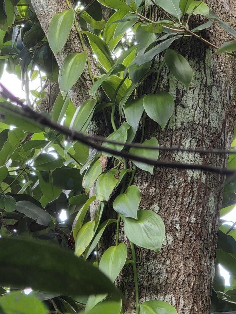 Mexican Vanilla photo 4