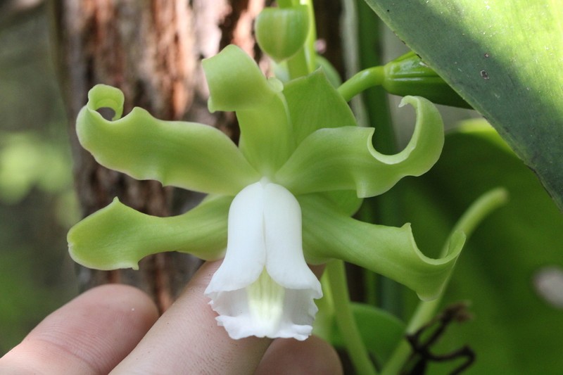 Mexican Vanilla photo 5