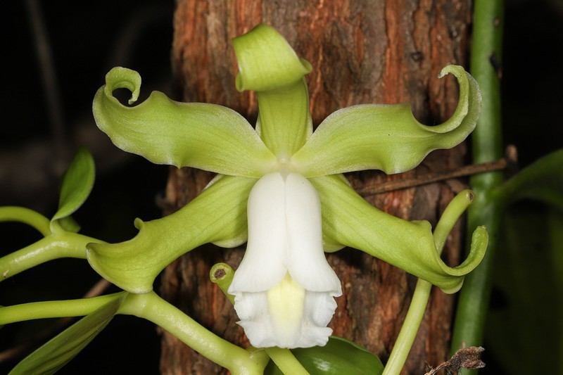 Mexican Vanilla photo 6
