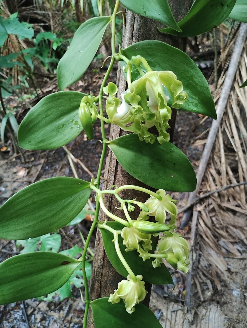 Mexican Vanilla photo 7