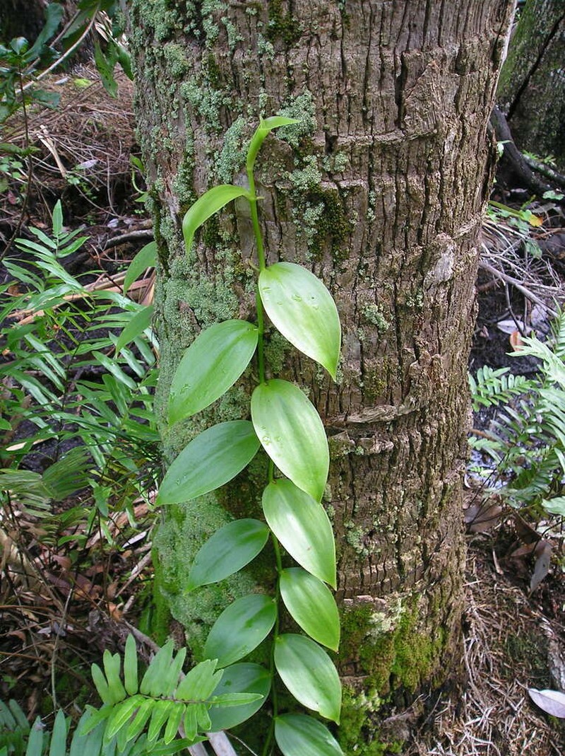 Mexican Vanilla photo 8