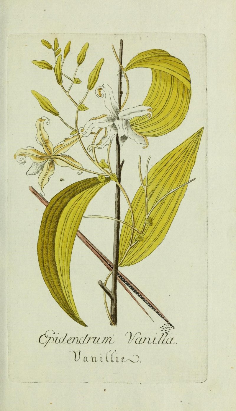 Mexican Vanilla