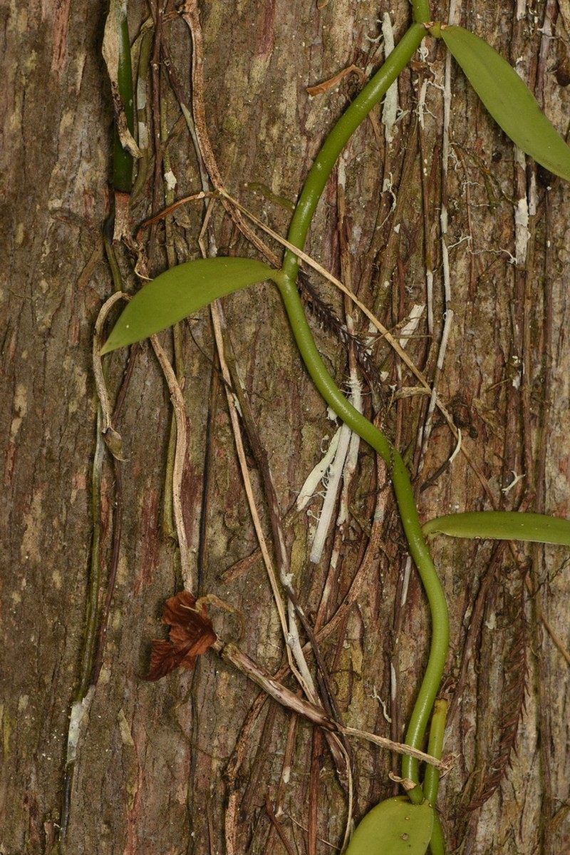Leafy Vanilla