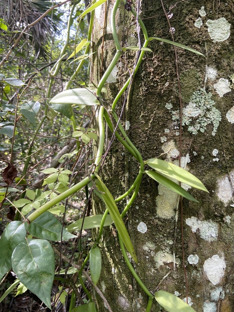 Leafy Vanilla photo 2
