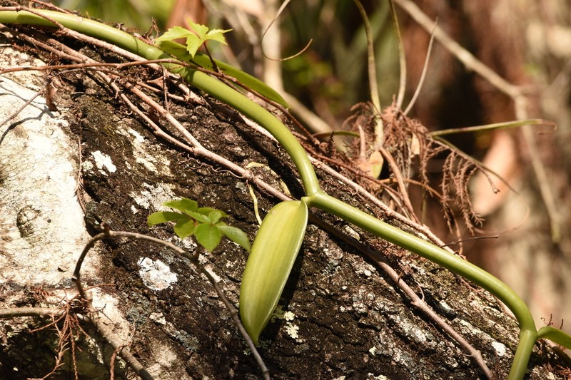 Leafy Vanilla photo 3