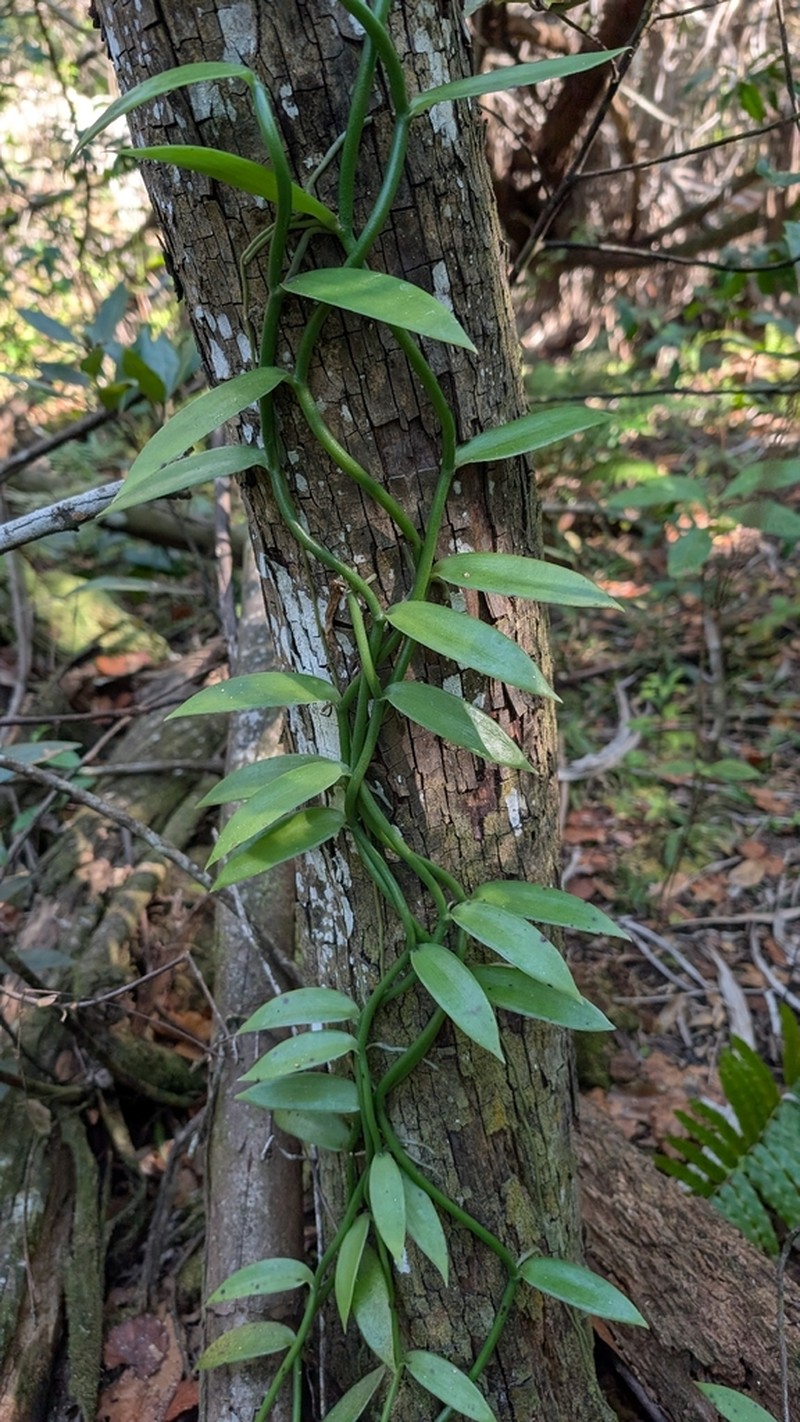 Leafy Vanilla photo 5