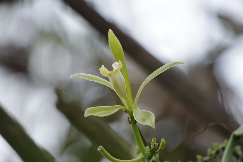 Leafy Vanilla photo 6