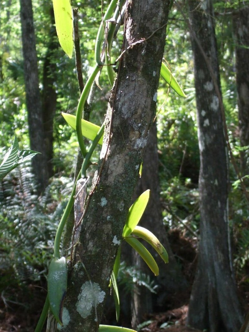 Leafy Vanilla photo 7