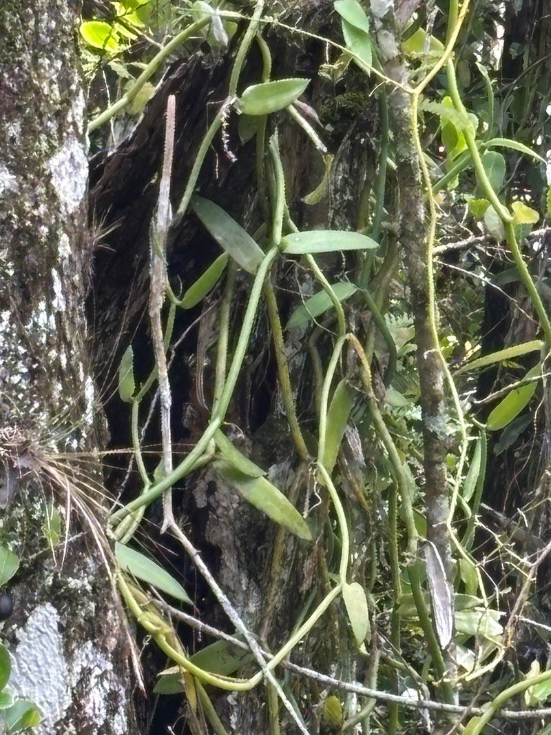 Leafy Vanilla photo 8