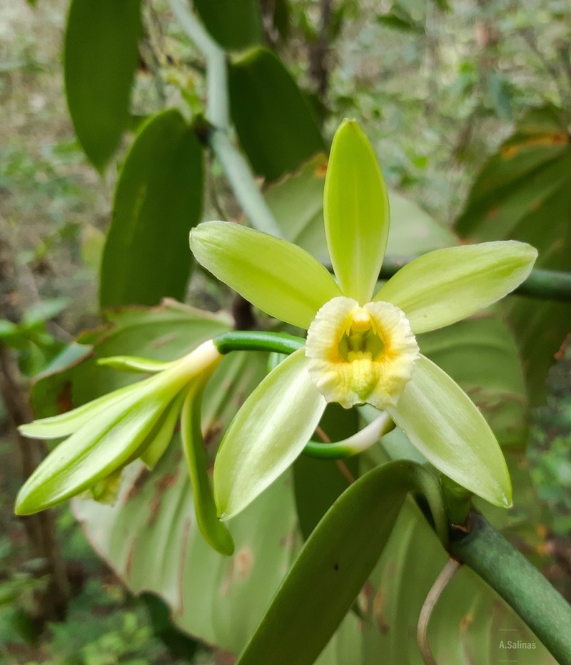Vanilla photo 5