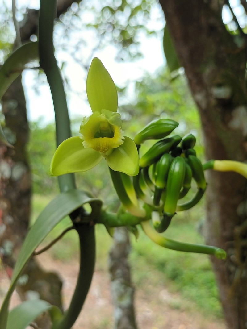 Vanilla photo 6