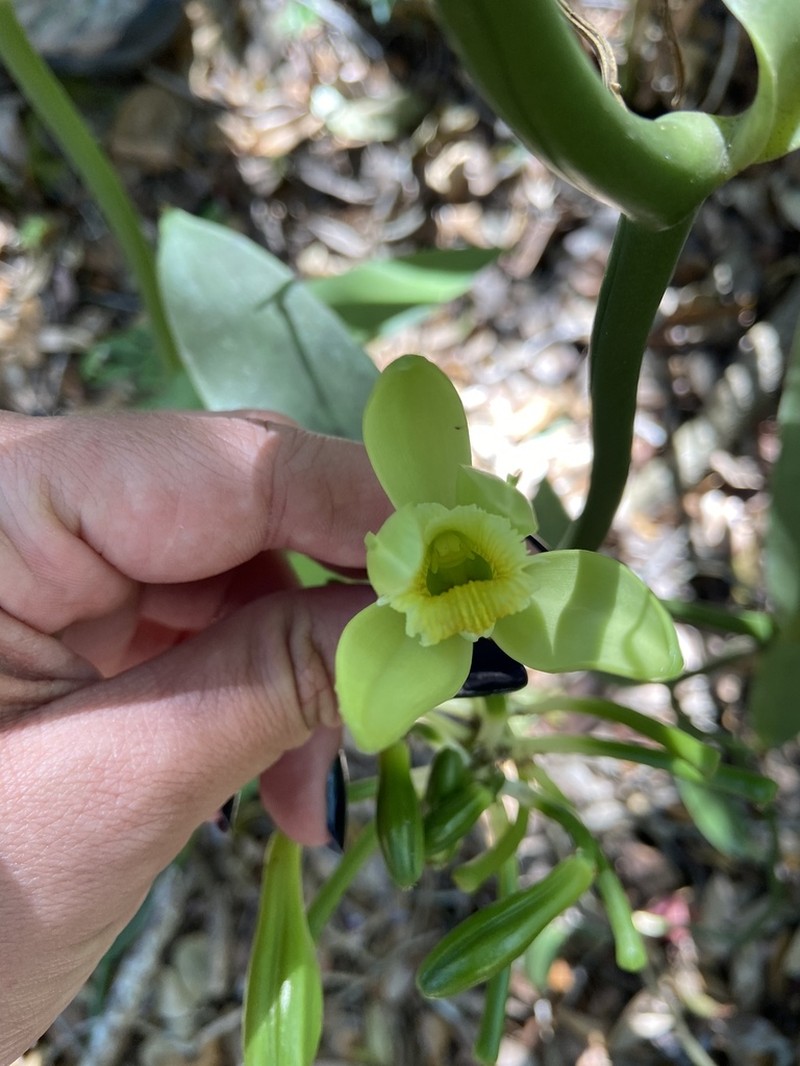 Vanilla photo 7