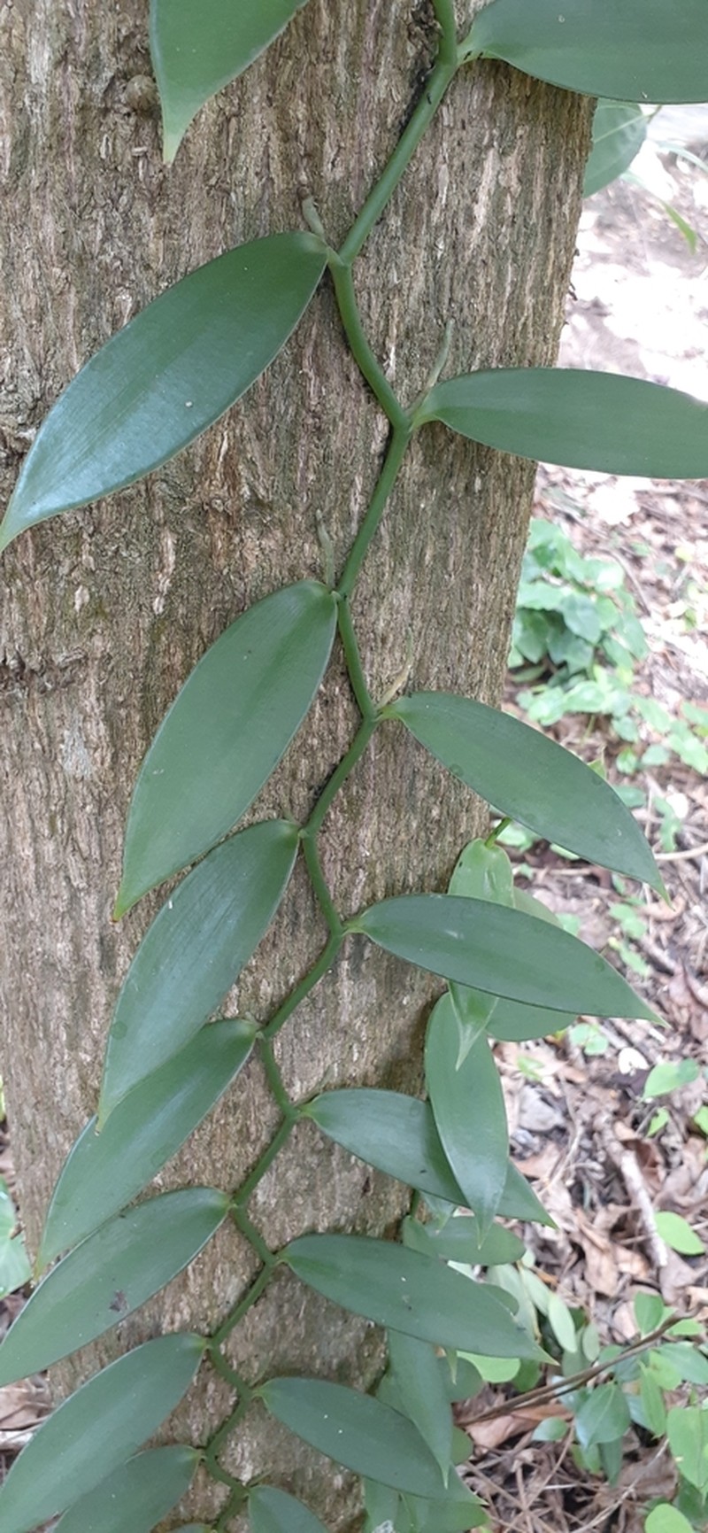 Vanilla photo 8