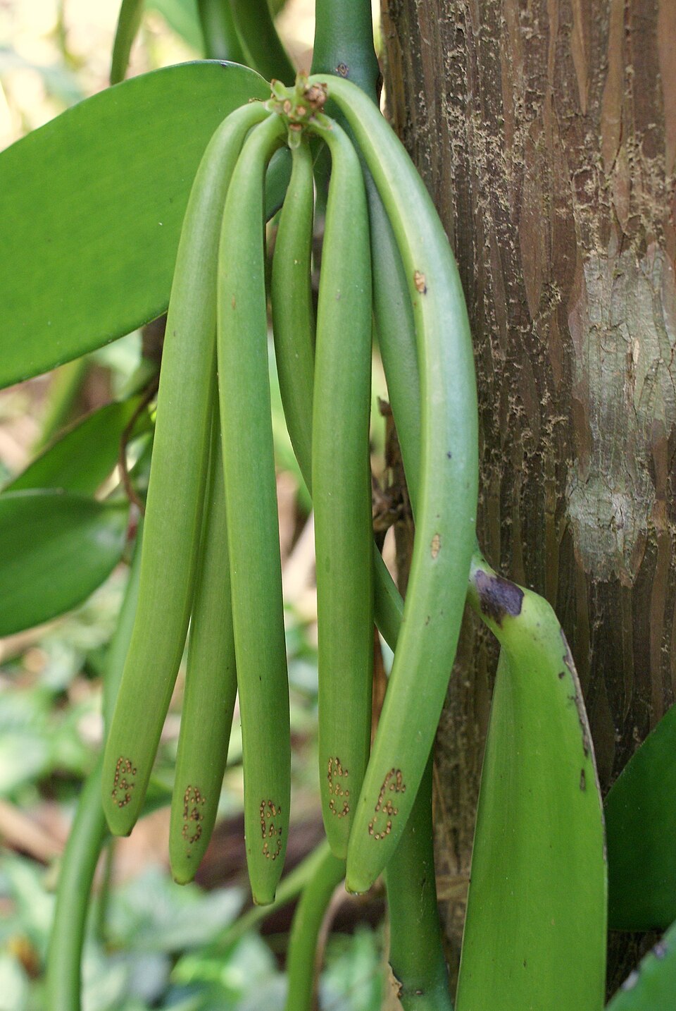 Vanilla photo 3