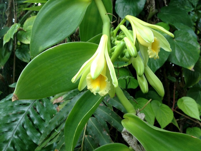 Vanilla photo 2