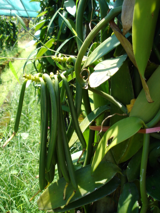 West Indian Vanilla photo 5
