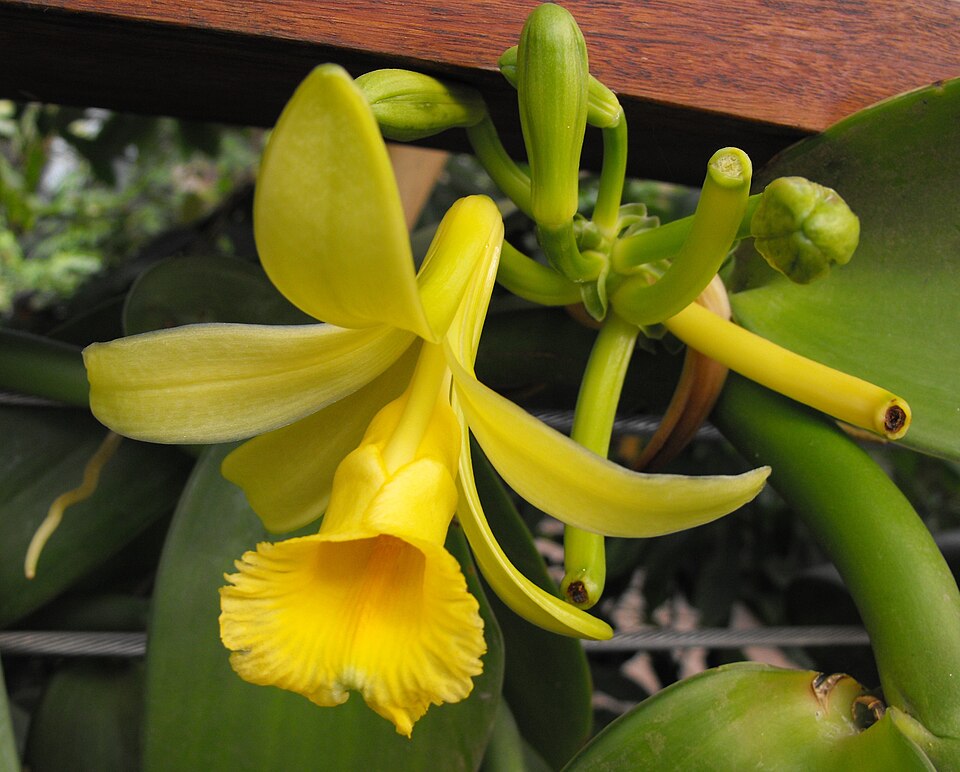 West Indian Vanilla photo 6