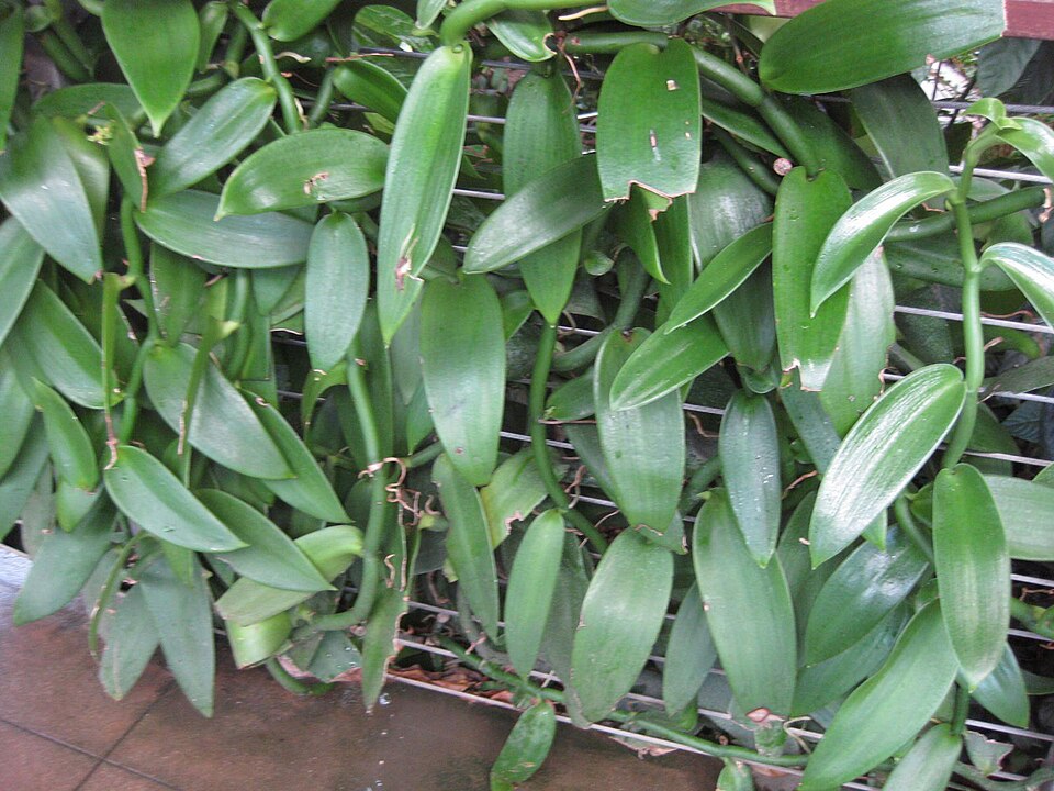 West Indian Vanilla photo 7