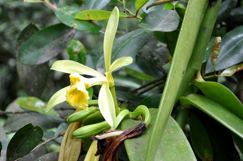 West Indian Vanilla photo 2