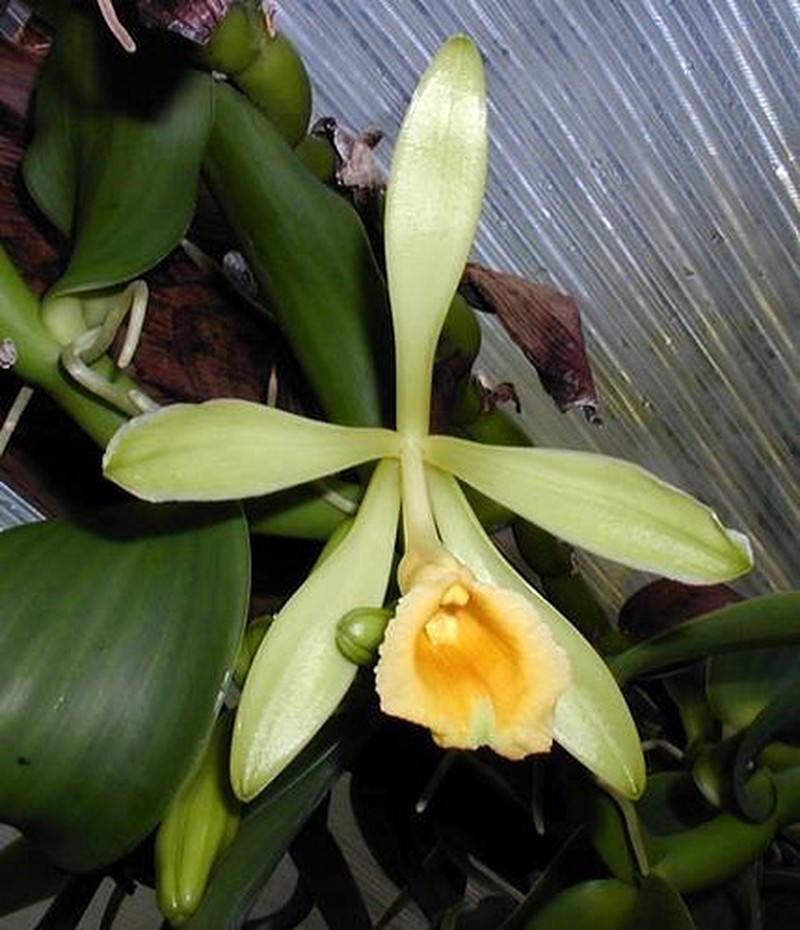 West Indian Vanilla photo 3