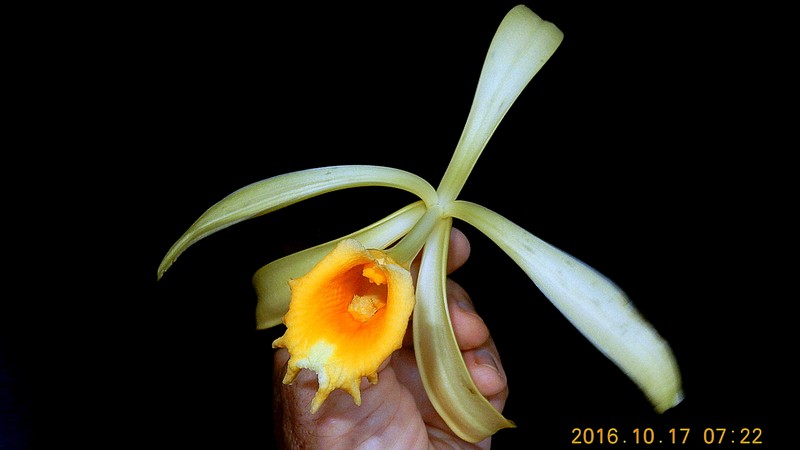 West Indian Vanilla photo 4