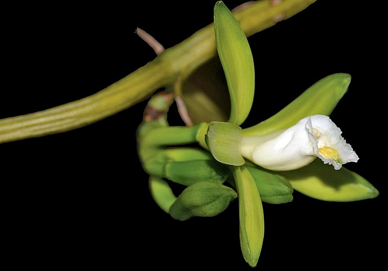 Vanilla rupicola photo 3