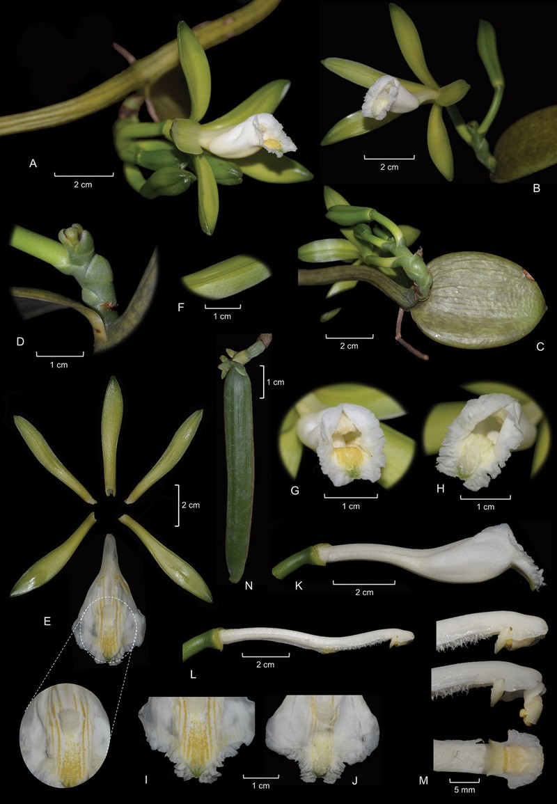 Vanilla rupicola photo 5