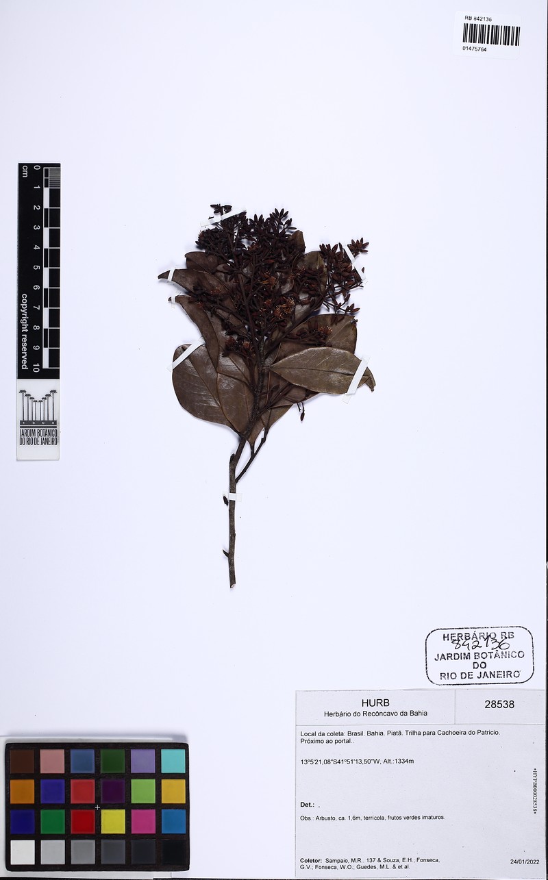 Vantanea compacta subsp. compacta
