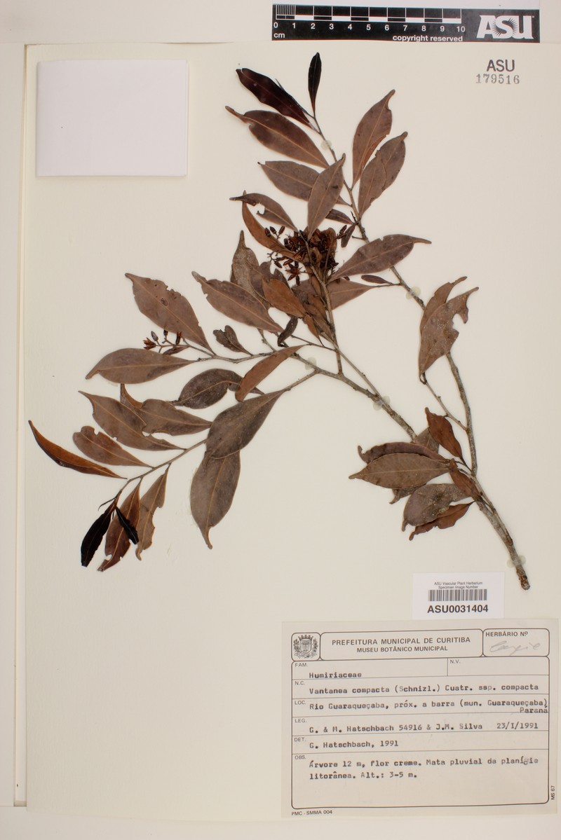 Vantanea compacta subsp. compacta photo 2