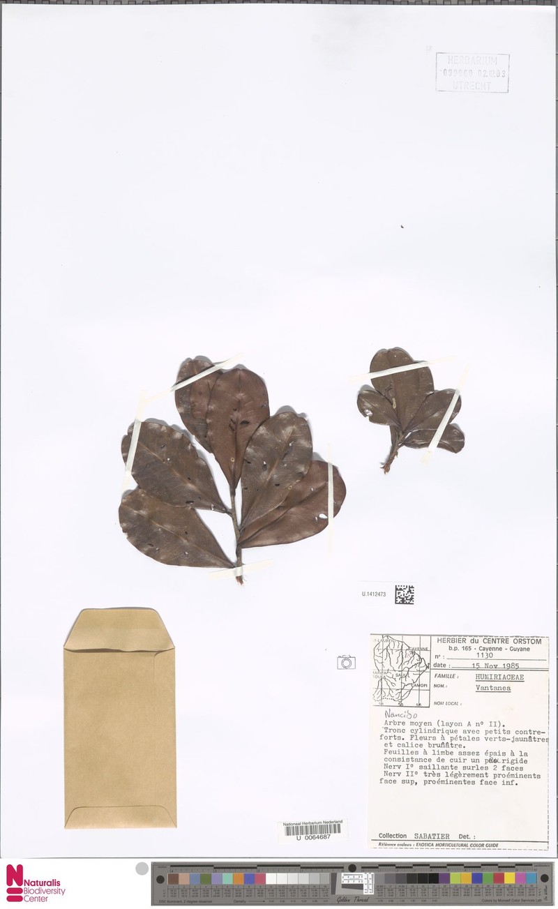 Vantanea maculicarpa