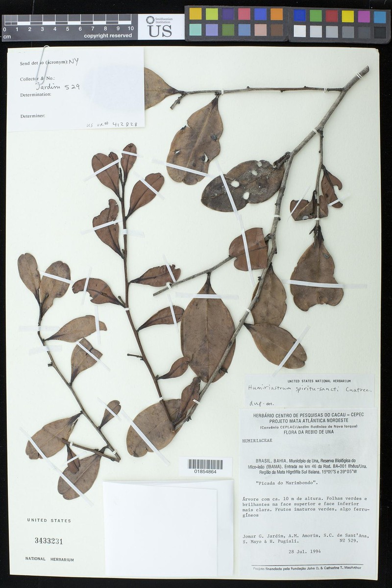 Vantanea spiritu-sancti