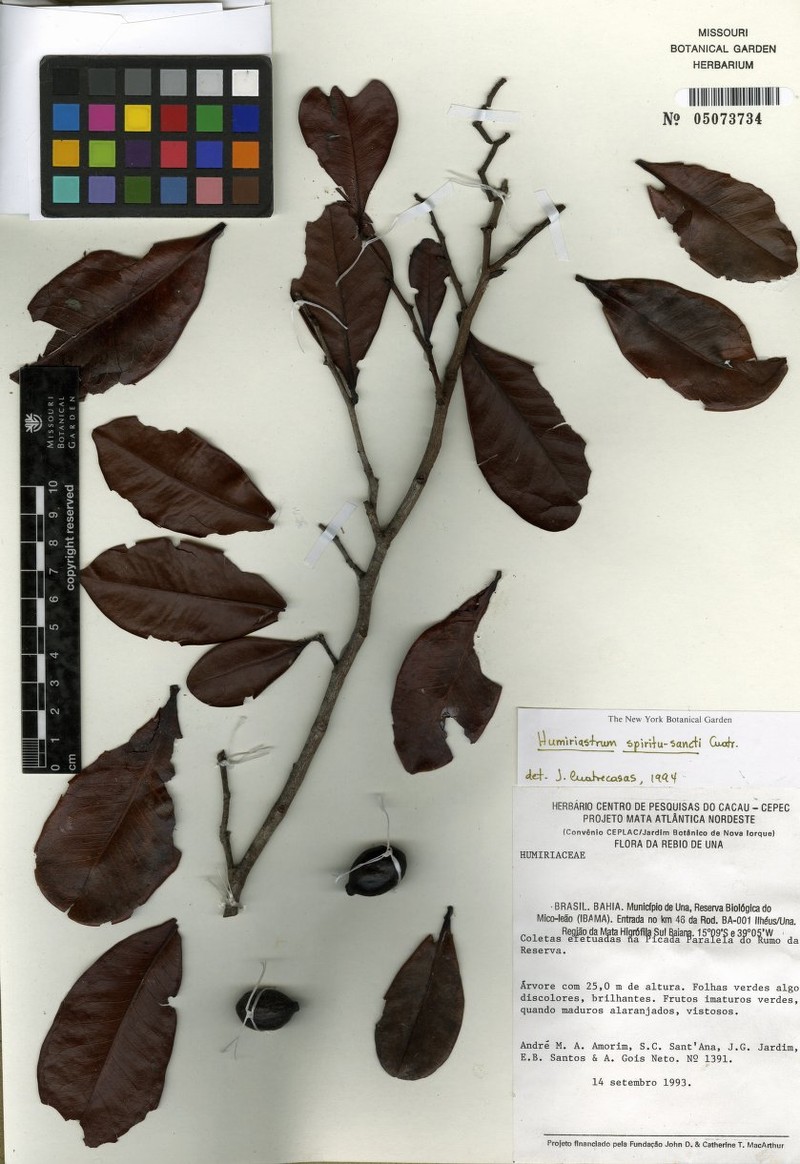 Vantanea spiritu-sancti photo 2