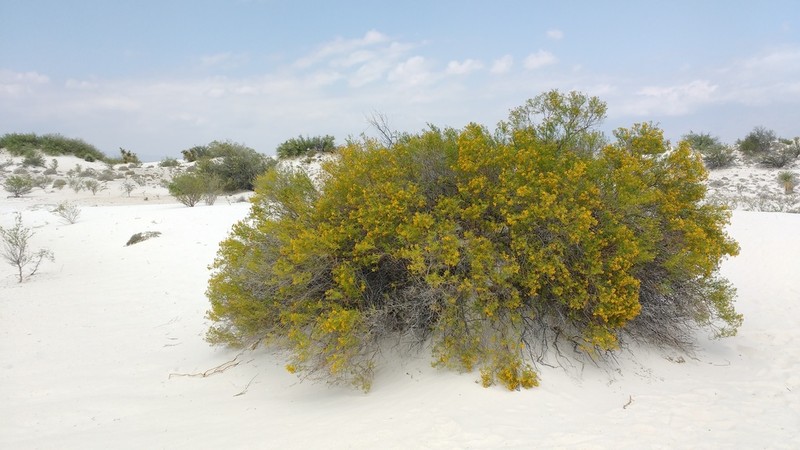 Varilla mexicana