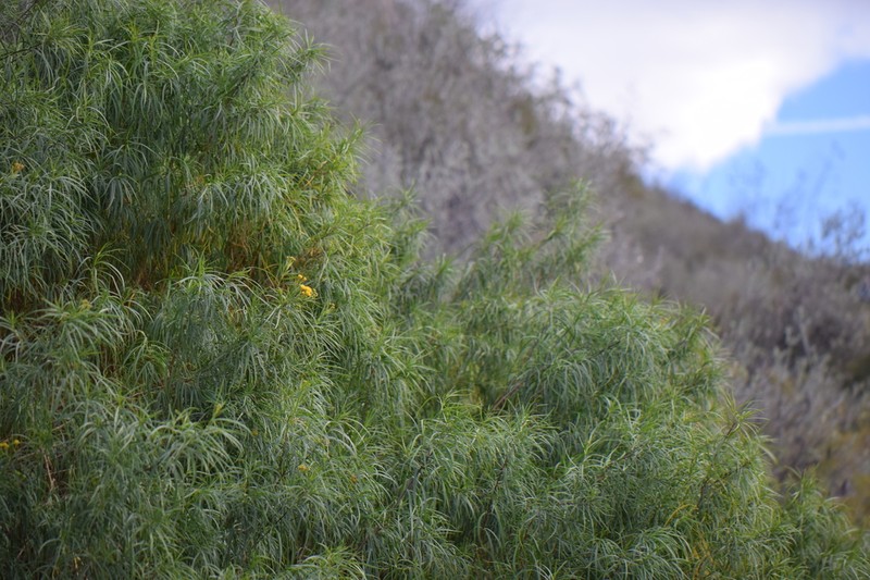 Varilla mexicana photo 3