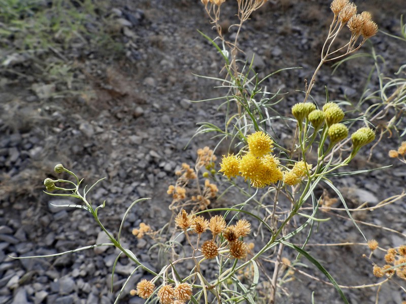 Varilla mexicana photo 4