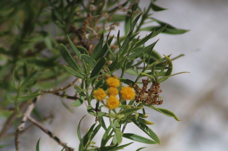 Varilla mexicana photo 5