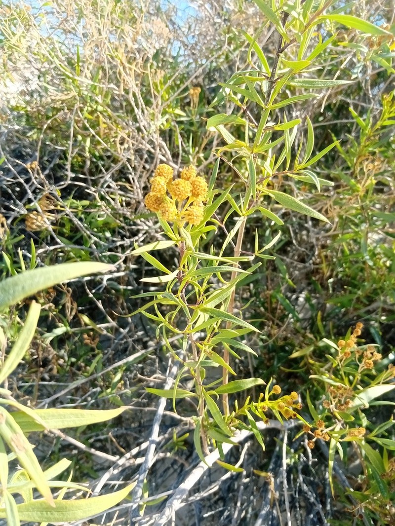 Varilla mexicana photo 7