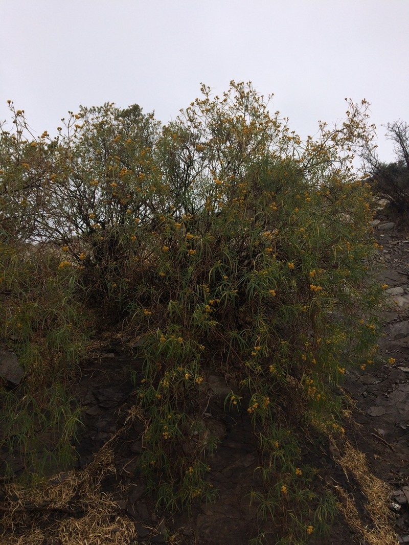 Varilla mexicana photo 8